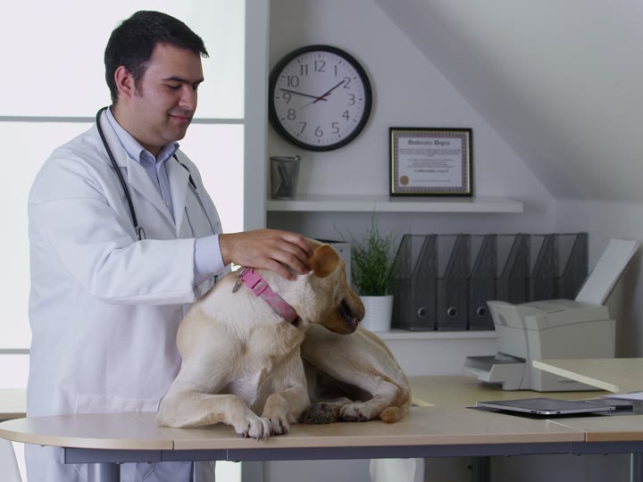Tierarzt streichelt einen Hund auf dem Behandlungstisch