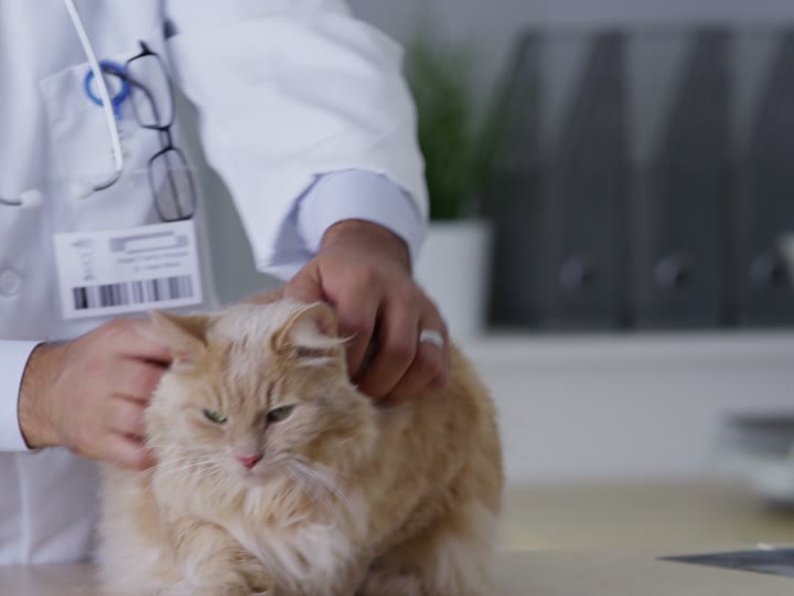Tierärztliche Untersuchung einer Katze in ruhiger Atmosphäre
